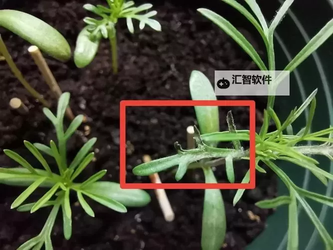 《动物森友会》黑色波斯菊杂交方法及条件介绍 黑色波斯菊怎么杂交图1