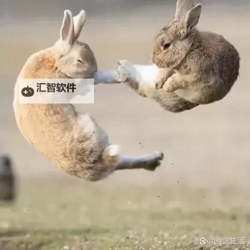 搞笑瞬间：抓着班主任的两只大兔子视频爆笑全场图1