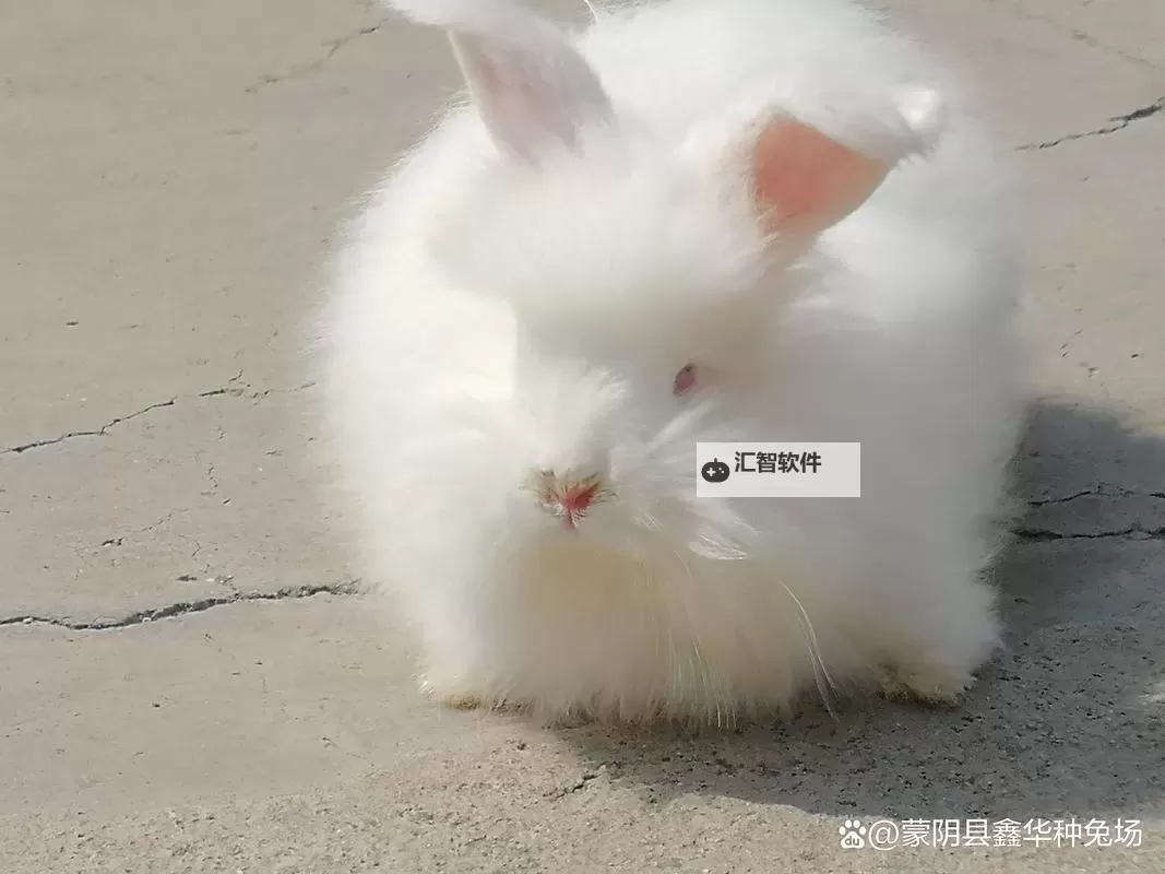 了解长毛兔养殖技巧：实用视频指南图1