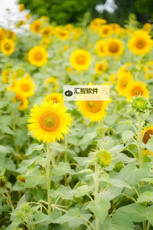 向日葵成人视频：阳光下的温暖时光体验图1