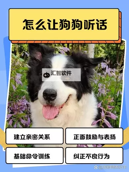 怎样让狗狗进入训练状态的有效方法图1