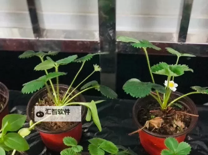 《草莓向日葵免费观看最新章节：精彩不断，尽在掌握》图1