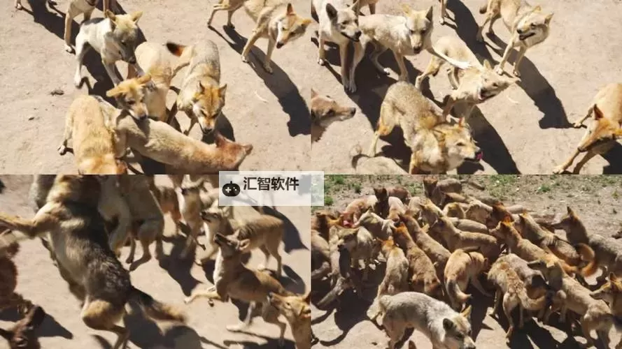 狼群社区视频www在线观看:畅享优质内容的最佳平台图1