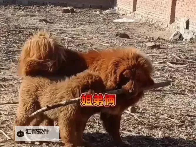 张柔和两只藏獒的故事是什么：一段关于忠诚与勇气的传说图1