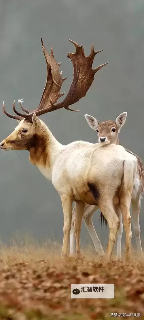 《暗黑破坏神4》第一赛季前期升级路线规划图1