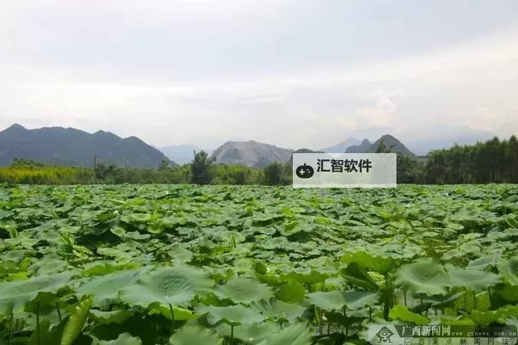 玉林红豆网：夜色里的旧事与新梦图1