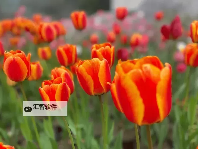 蜀汉传卧龙篇兑换码分享 全渠道所有版本可用图1